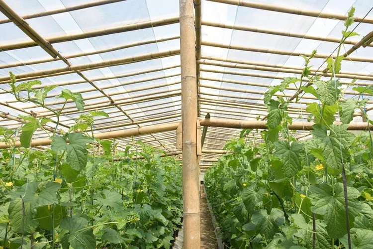 Konstruksi green house bambu untuk menanam melon
