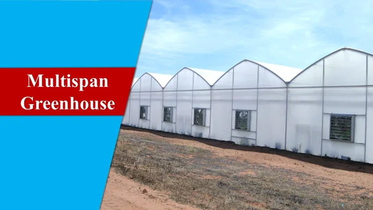Multispan greenhouse