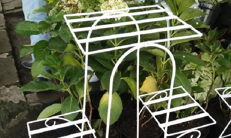 Kelebihan menggunakan rak bunga besi, Sumber: siplahtelkom.com